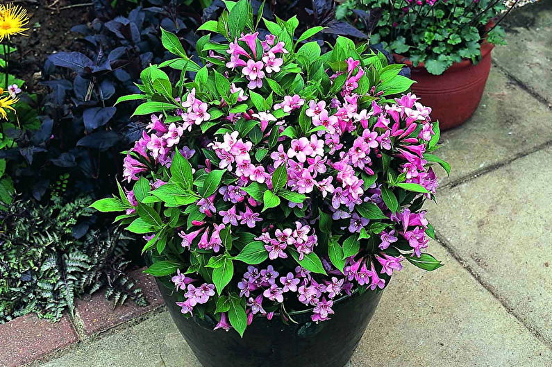 Weigela Care - talvisuoja