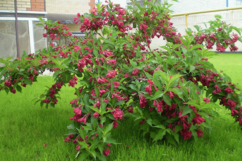 Weigela Reproducció