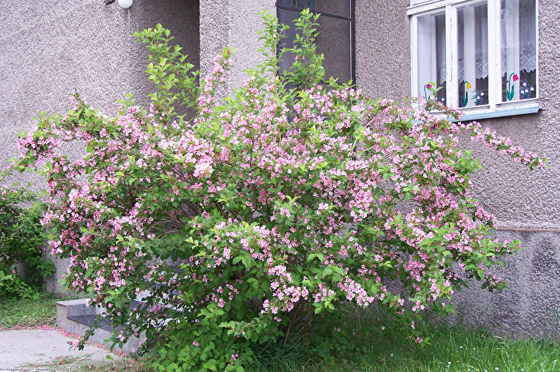 Weigela - nuotrauka