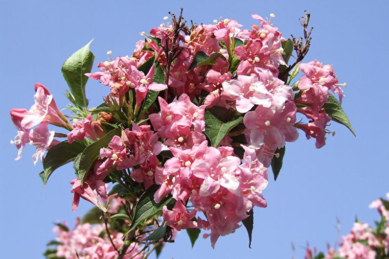 Weigela - nuotrauka