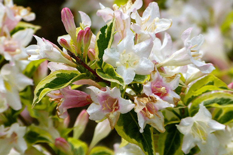 Weigela - larawan