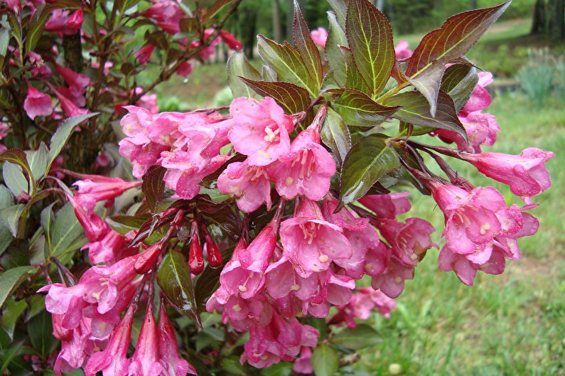 Weigela - valokuva