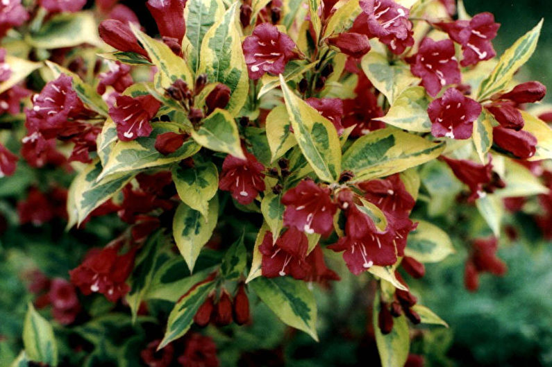 Weigela - fotografia