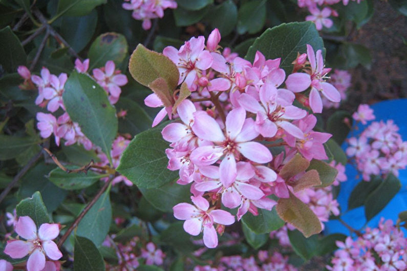 Weigela - zdjęcie