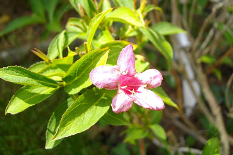 Weigela - valokuva