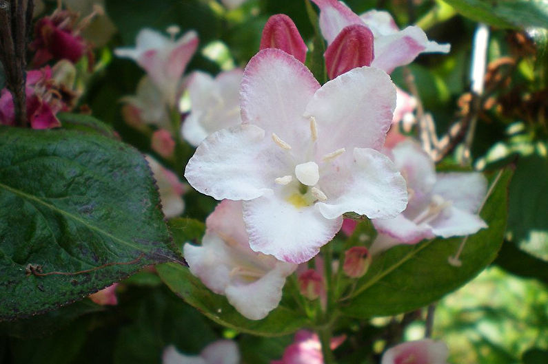 Weigela - ảnh