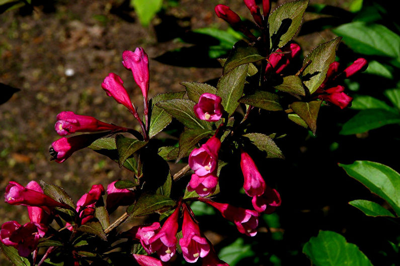 Weigela - nuotrauka