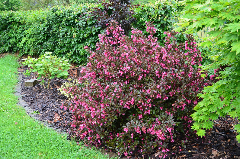 Weigela - fotografija