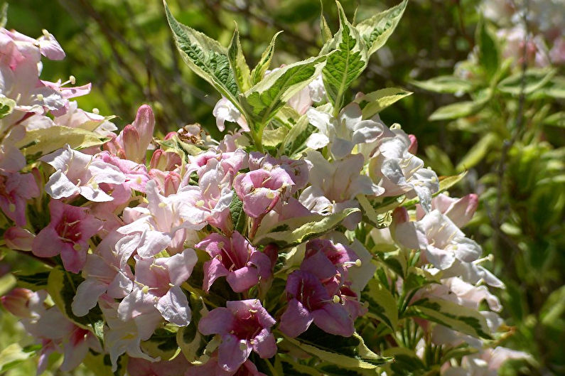 Weigela - ภาพถ่าย