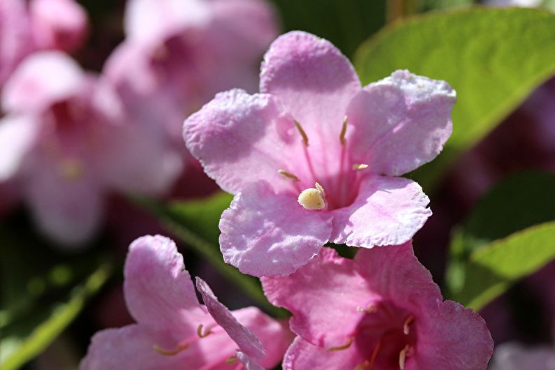 Weigela - ảnh