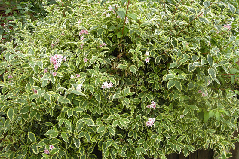 Weigela - fotografija