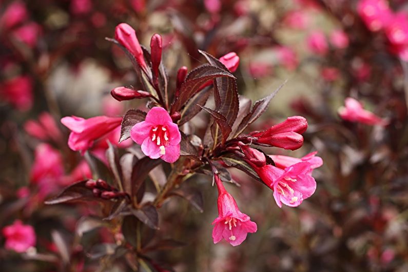 Weigela - nuotrauka