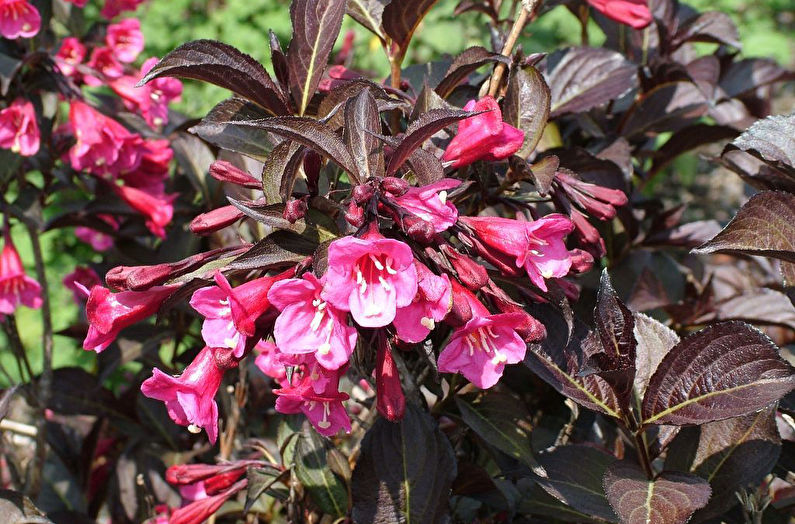 Weigela - valokuva