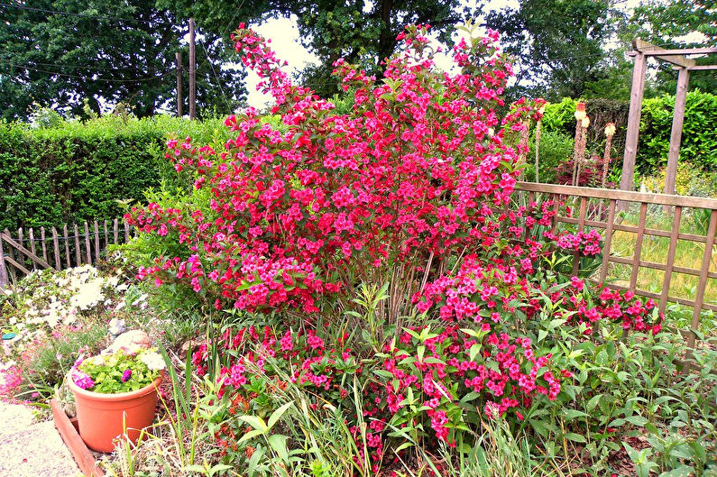 Weigela - nuotrauka