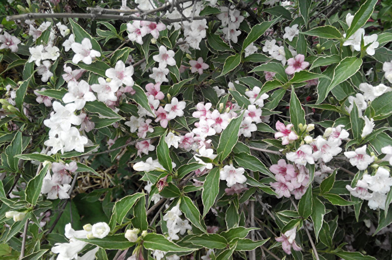 Weigela - ภาพถ่าย