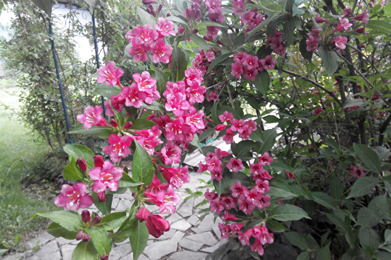 Weigela - valokuva