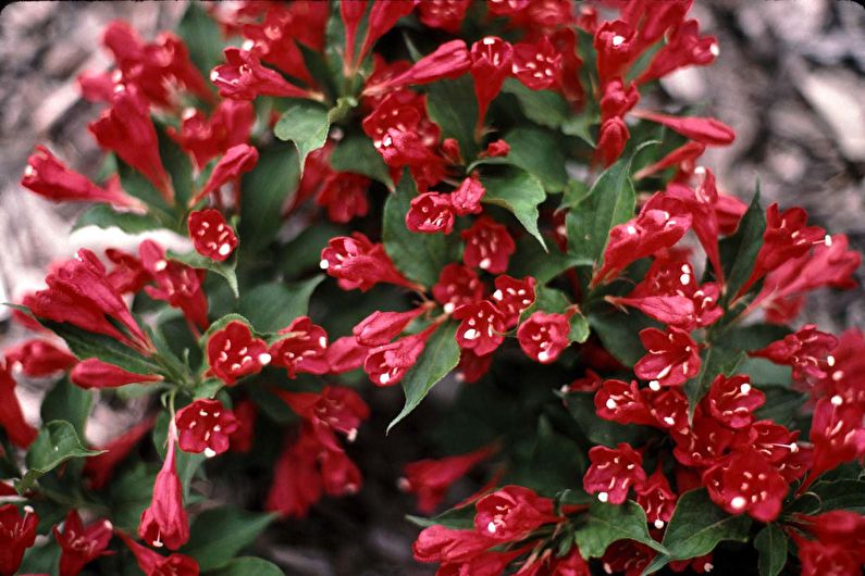 Weigela - fotoğraf