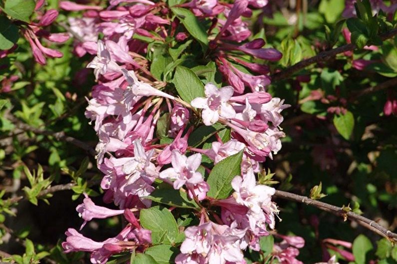 Weigela - fénykép