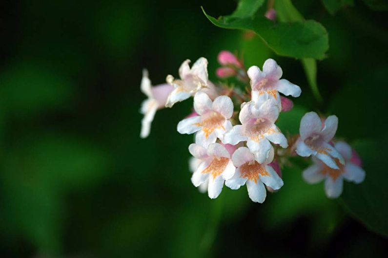 Weigela - ảnh