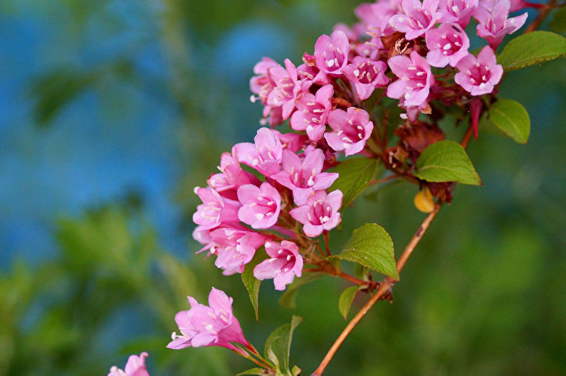 Weigela - fotoğraf