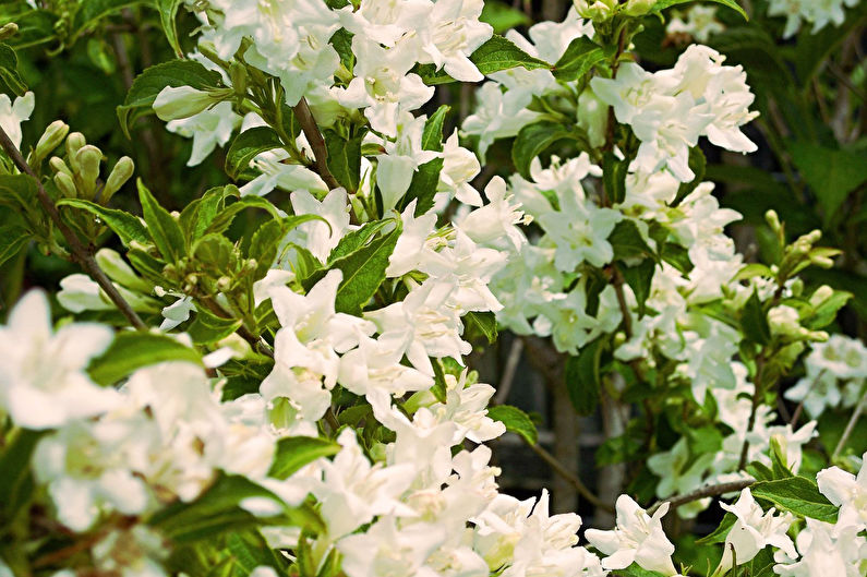 Weigela - larawan