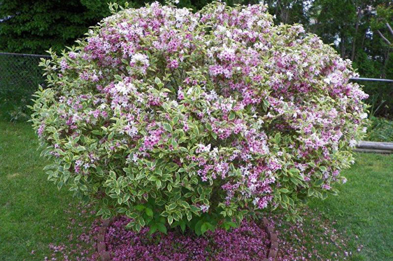 Weigela - photo