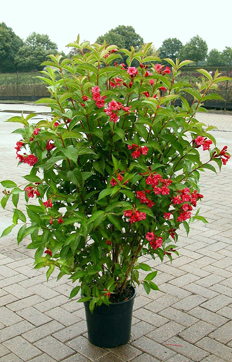 Weigela - fotoğraf