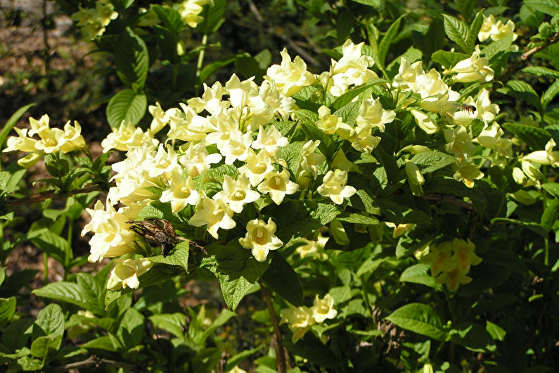 Weigela (60 fotos): tipos e cuidados