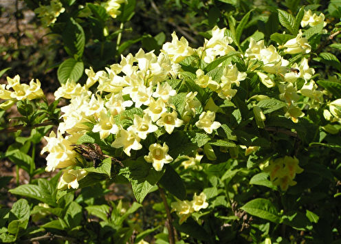 Weigela (60 bilder): typer og omsorg