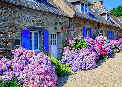 Hydrangea (70 fotografií): typy a starostlivosť