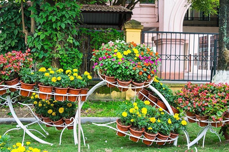 Poze de flori din stradă - fotografie