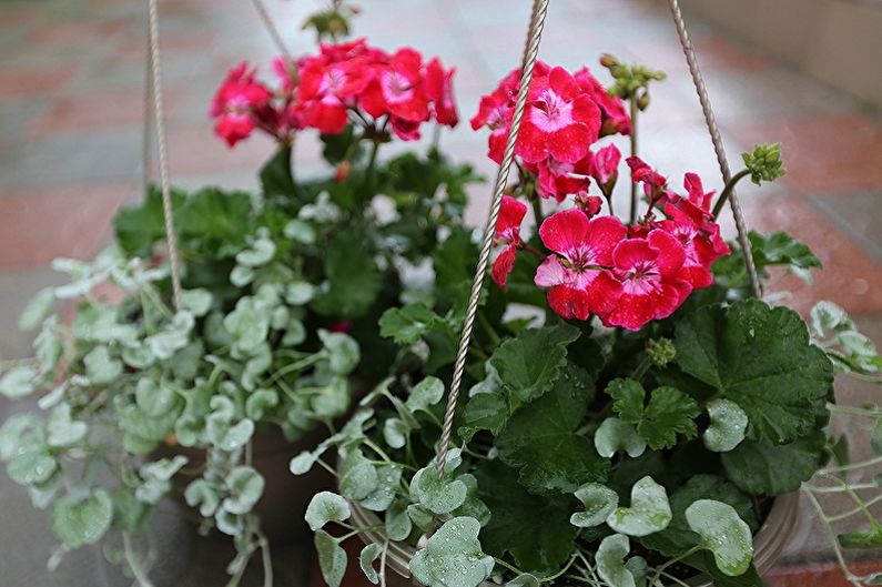 Giardinaggio verticale in architettura paesaggistica - Quali piante scegliere