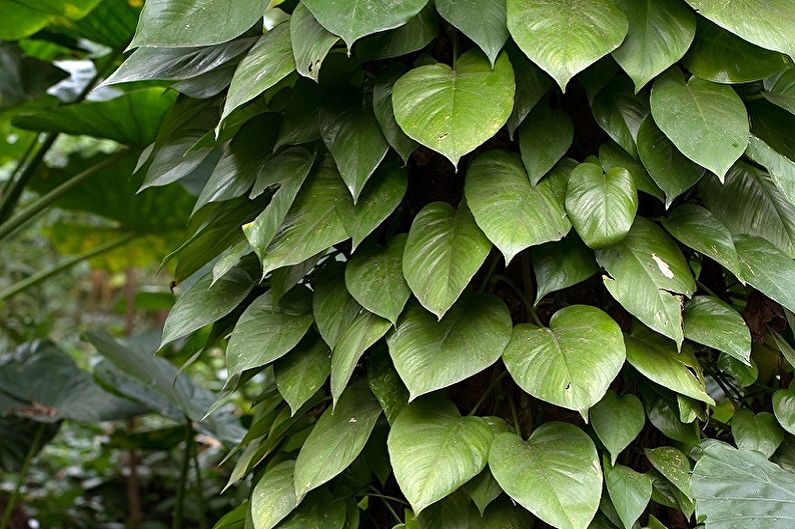 Giardinaggio verticale all'interno - Quali piante scegliere per l'interno