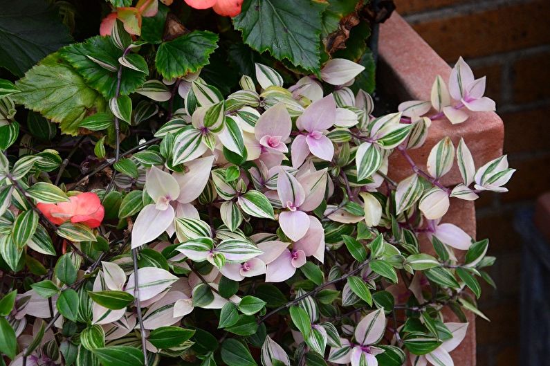 Jardineria vertical a l'interior: quines plantes escolliu per a l'interior