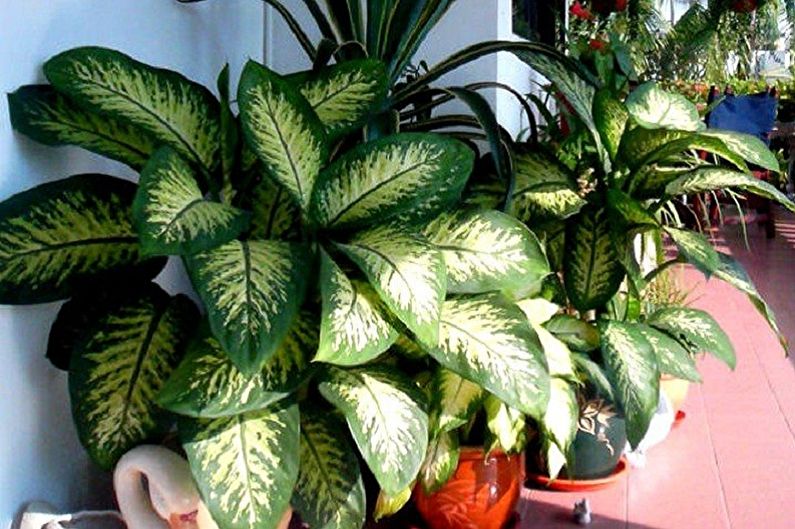 What kind of flowers can not be kept at home - Dieffenbachia