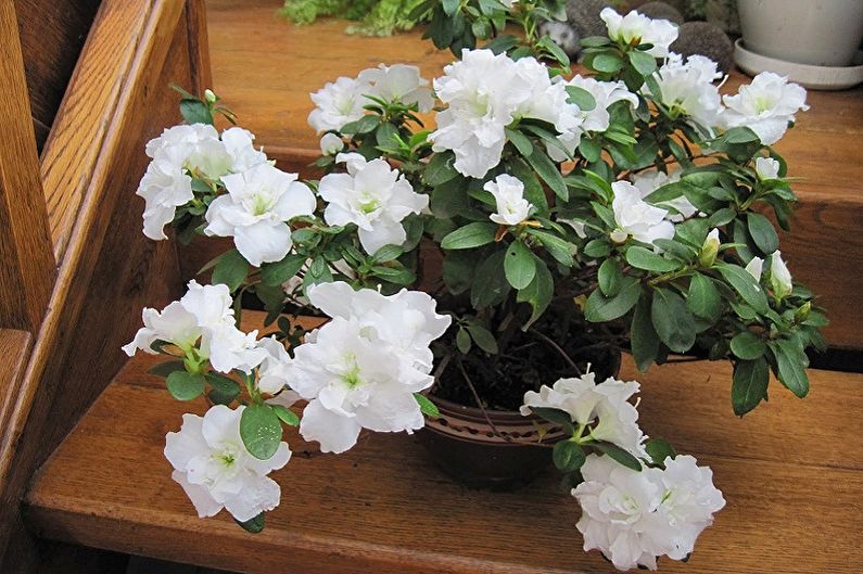 Những bông hoa không thể giữ ở nhà - Azalea