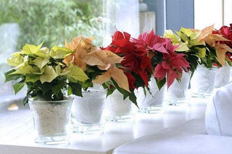 Wat voor soort bloemen kunnen niet thuis worden bewaard - Poinsettia