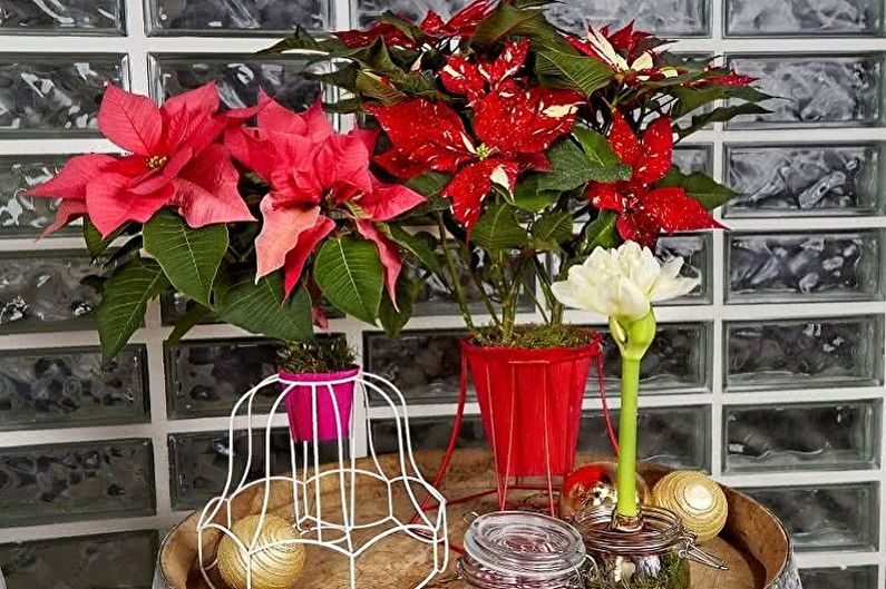 Que tipo de flores não podem ser mantidas em casa - Poinsettia