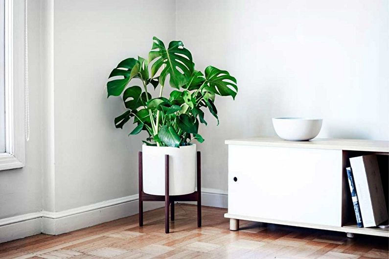 Welke bloemen kunnen niet thuis worden bewaard - Monstera