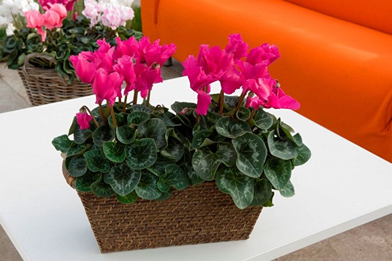 Những bông hoa không thể giữ ở nhà - Ba Tư cyclamen