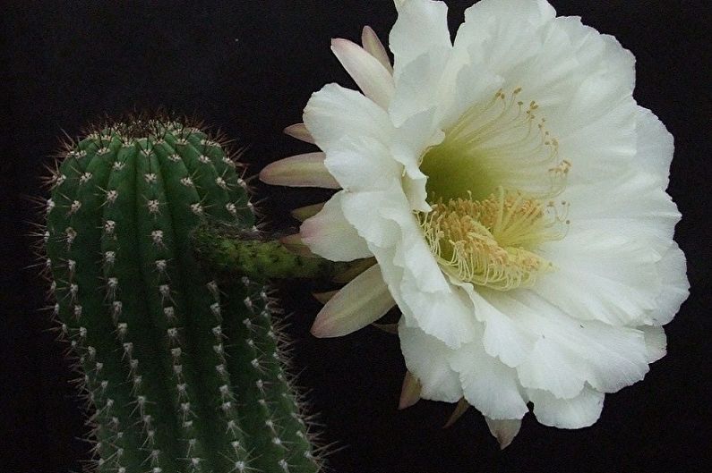 Welke bloemen kunnen niet thuis worden gehouden - Trichocereus