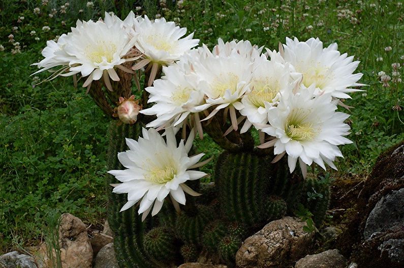 Hvilke blomster kan ikke holdes hjemme - Trichocereus