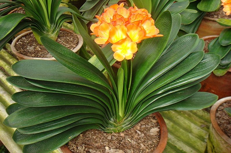 Quel genre de fleurs ne peuvent pas être conservées à la maison - Clivia