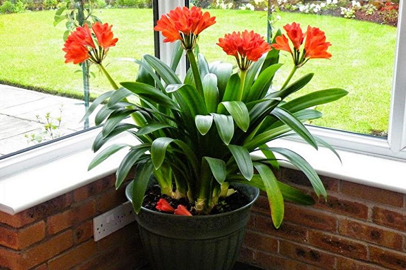 What kind of flowers can not be kept at home - Clivia