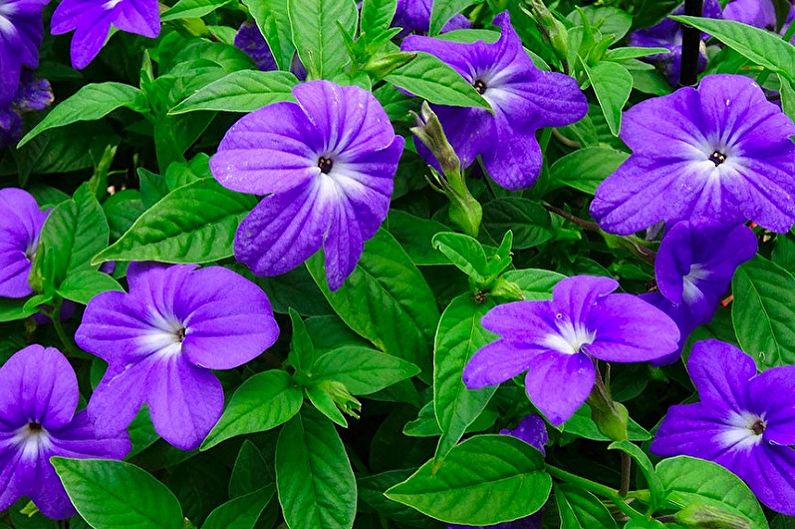 Que flores não podem ser mantidas em casa - Brovallia