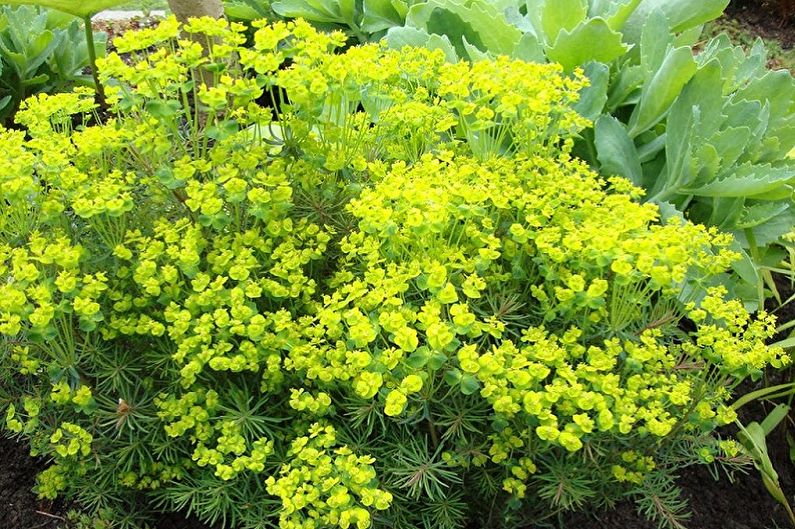 Que flores não podem ser mantidas em casa - Euphorbia