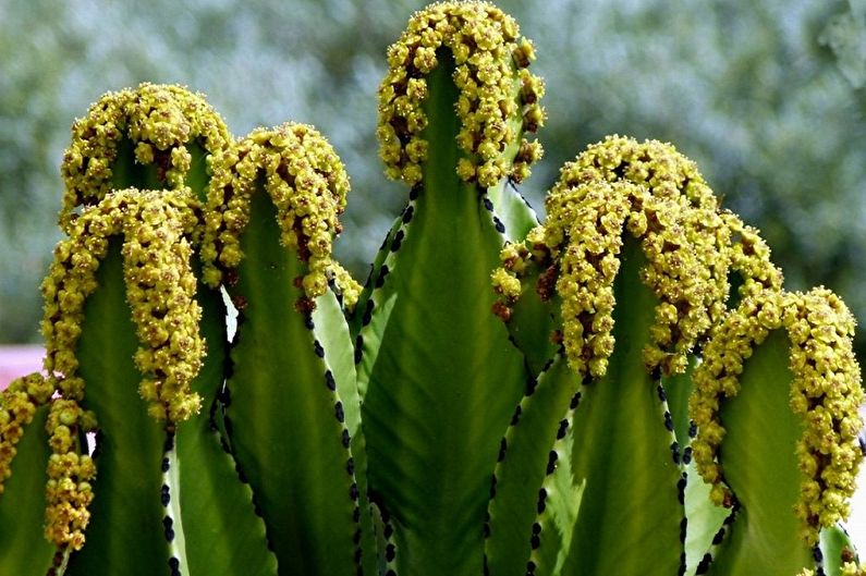 Anong mga bulaklak ang hindi maingatan sa bahay - Euphorbia