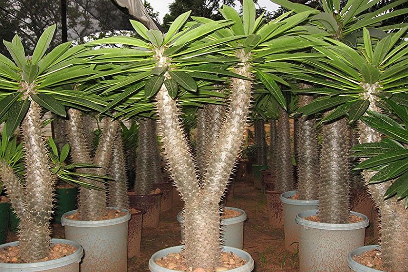 Welke bloemen kunnen niet thuis worden bewaard - Pachypodium Lamera