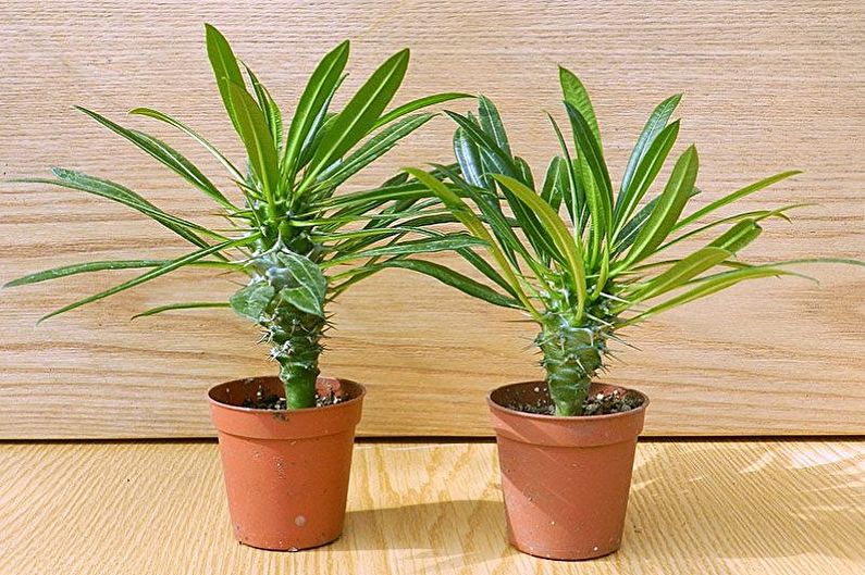 Que flores não podem ser mantidas em casa - Pachypodium Lamera