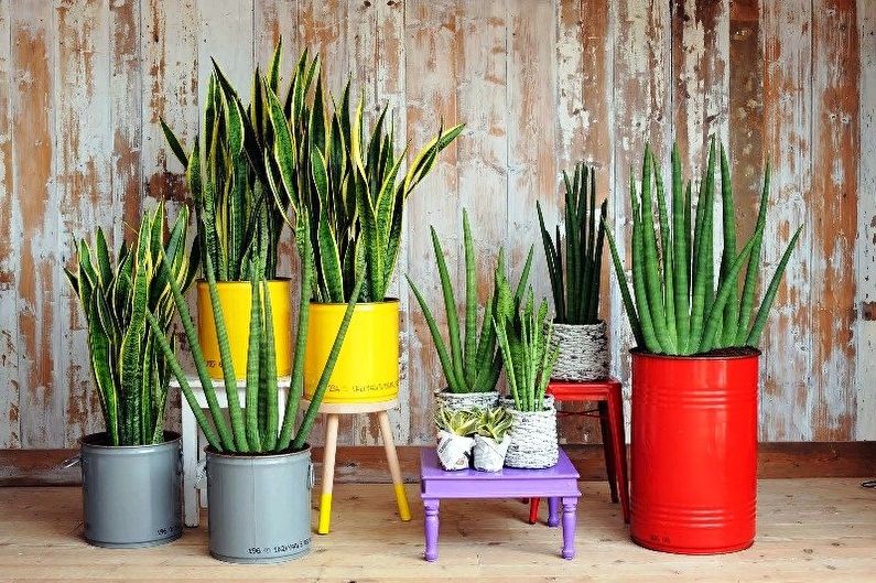 Flower Feng Shui - Hvilken slags blomster kan ikke opbevares i huset